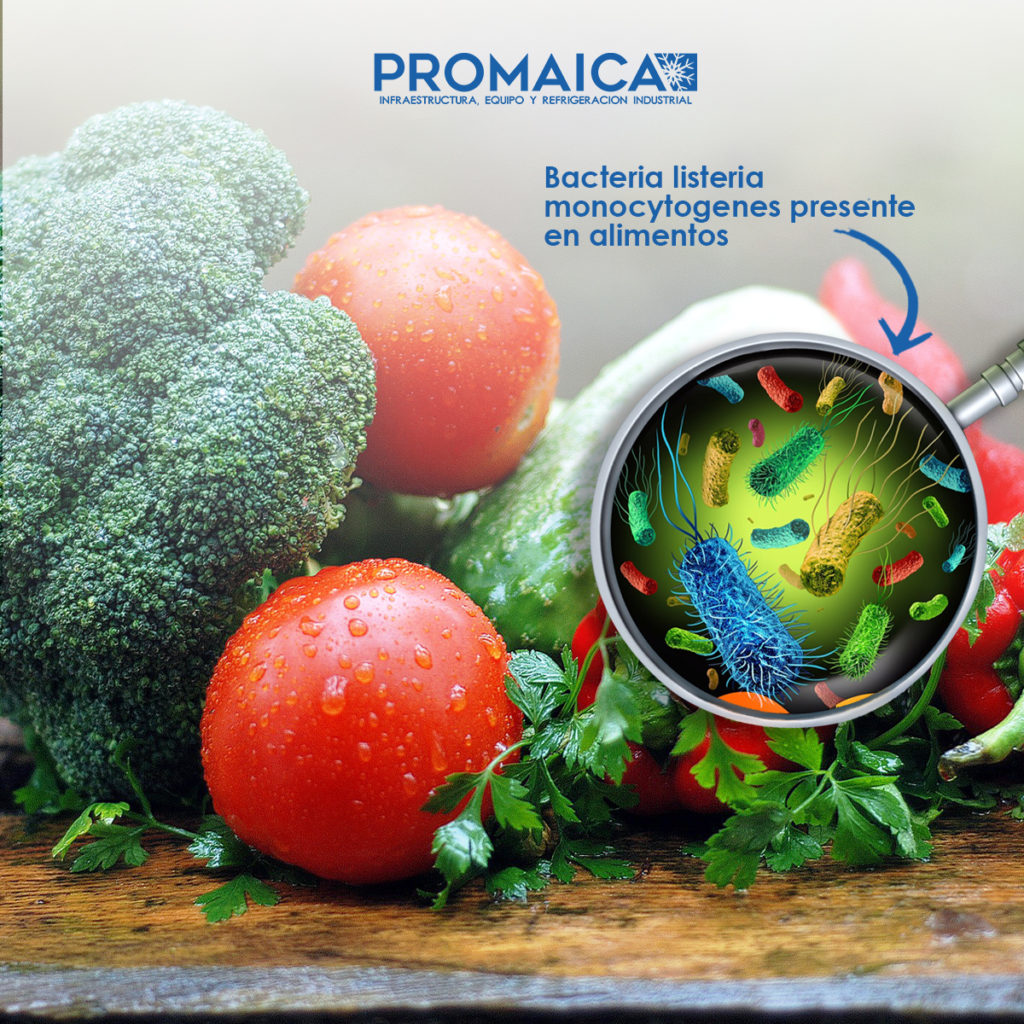 Listeria monocytogenes, bacteria que se aloja en los alimentos y los cuartos frios